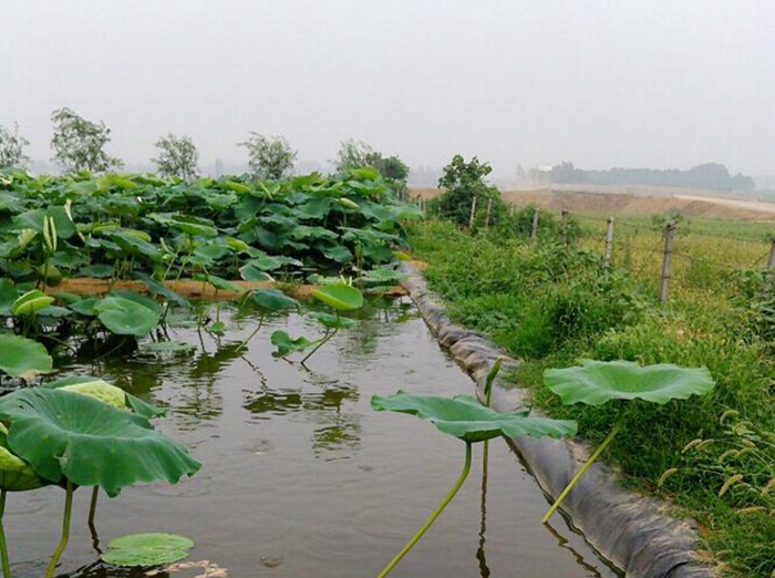 藕池專用防滲膜